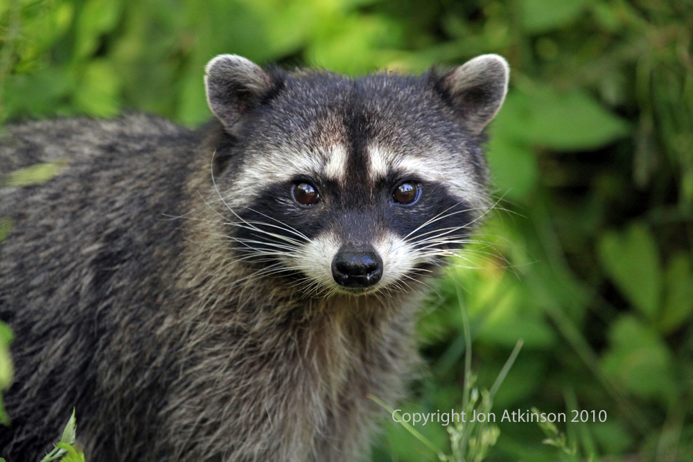 Raccoon, Stanley Park, Vancouver. Raccoon